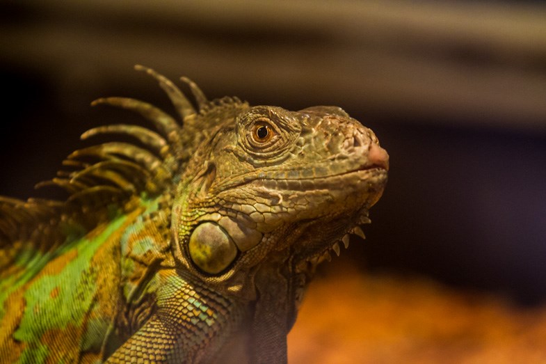 An Iguana poses for the camera as Little Rays Reptile Zoo visits the John Rhodes Arena on Saturday, May 30, 2015. Donna Hopper/SooToday