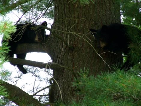 The three little bears (4 photos) - Sault Ste. Marie News