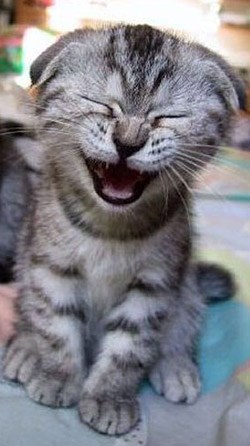 LaughingCat