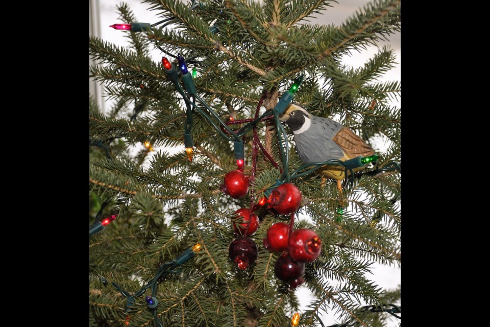 A partridge in a pine tree