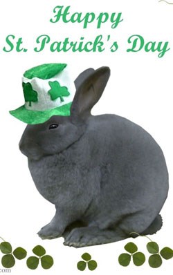 StPaddyDayBunny