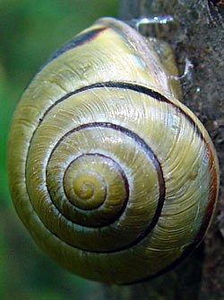 snail