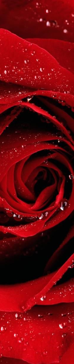 RoseRed