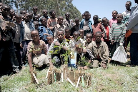 ethiopiatrees