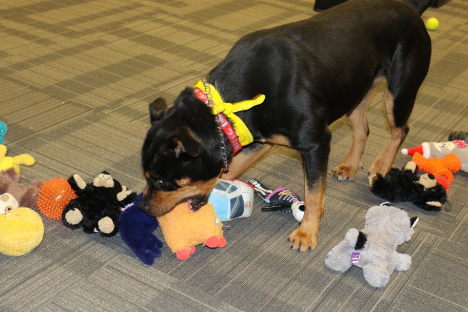 Mojo checks out the wide selection of donated toys in search of a Christmas present