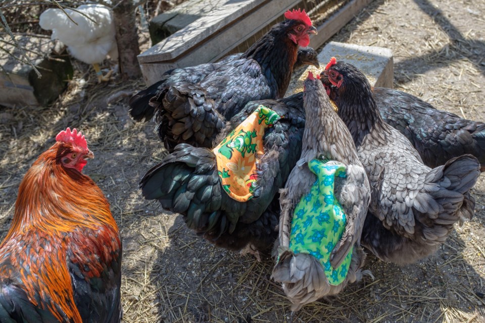 Some of Jordan Winters' marans wearing 'chicken saddles'. Chicken saddles are protective fabric that is strapped to the back of chickens to protect their backs — quite often from a Rooster in springtime. Jeff Klassen/SooToday