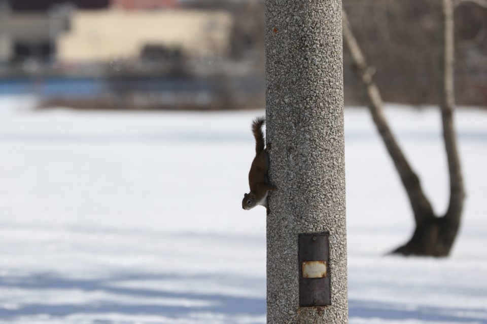 USED 03-22-2018-SquirrelJH01