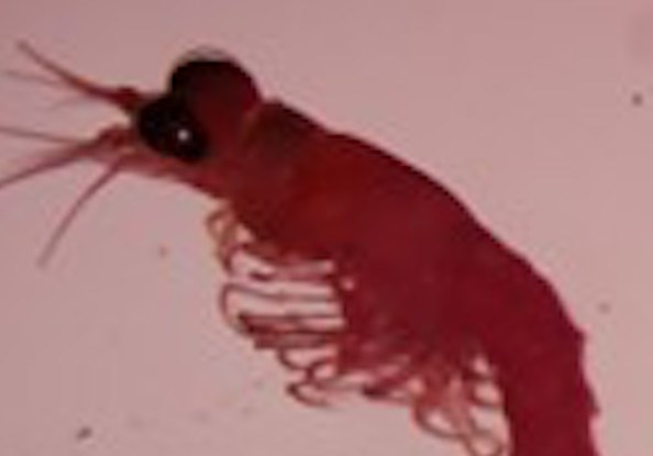 bloody-red-shrimp2