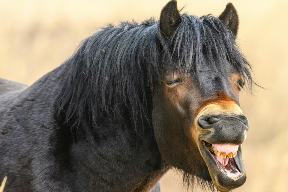 horse-face