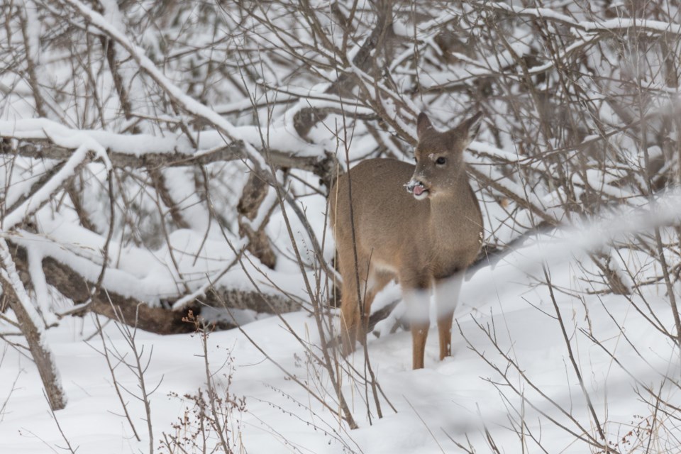 If you're lucky, you might come across deer on your walk. Violet Aubertin for SooToday