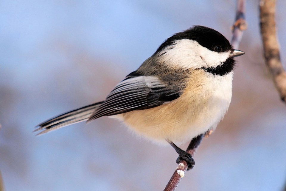 chickadee