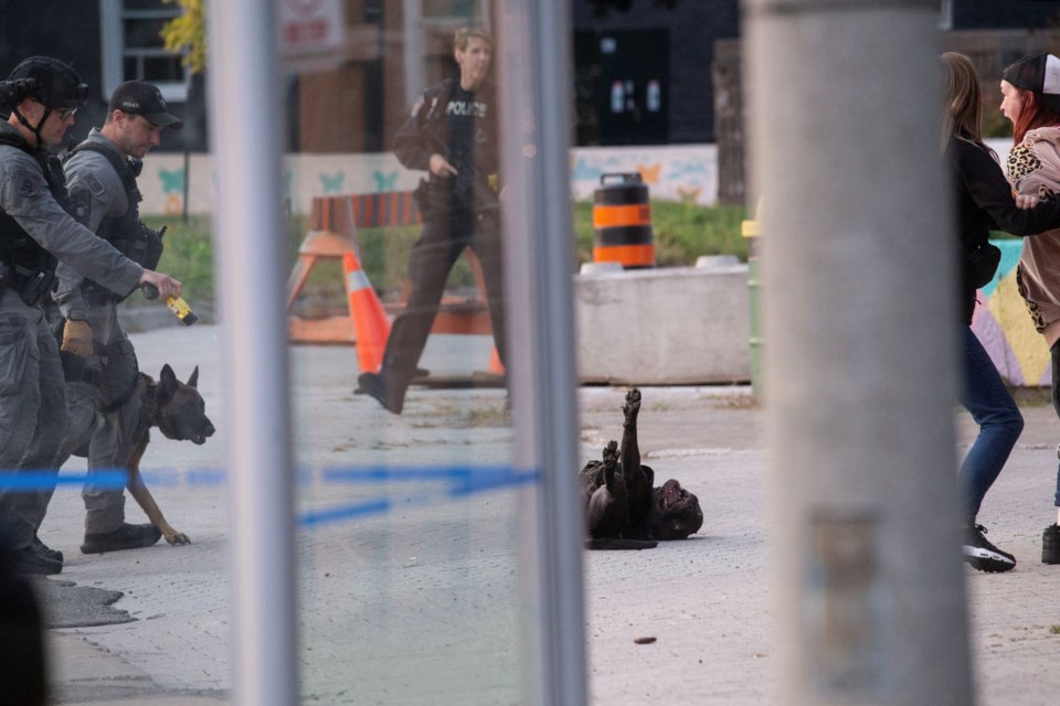 A dog lies on its back immediately after Sault Police use a conductive energy weapon (CEW), or Taser, on the animal during a police action in Jamestown on Thursday evening. Sault Police said in a news release that the dog was hit with the CEW for officer safety.