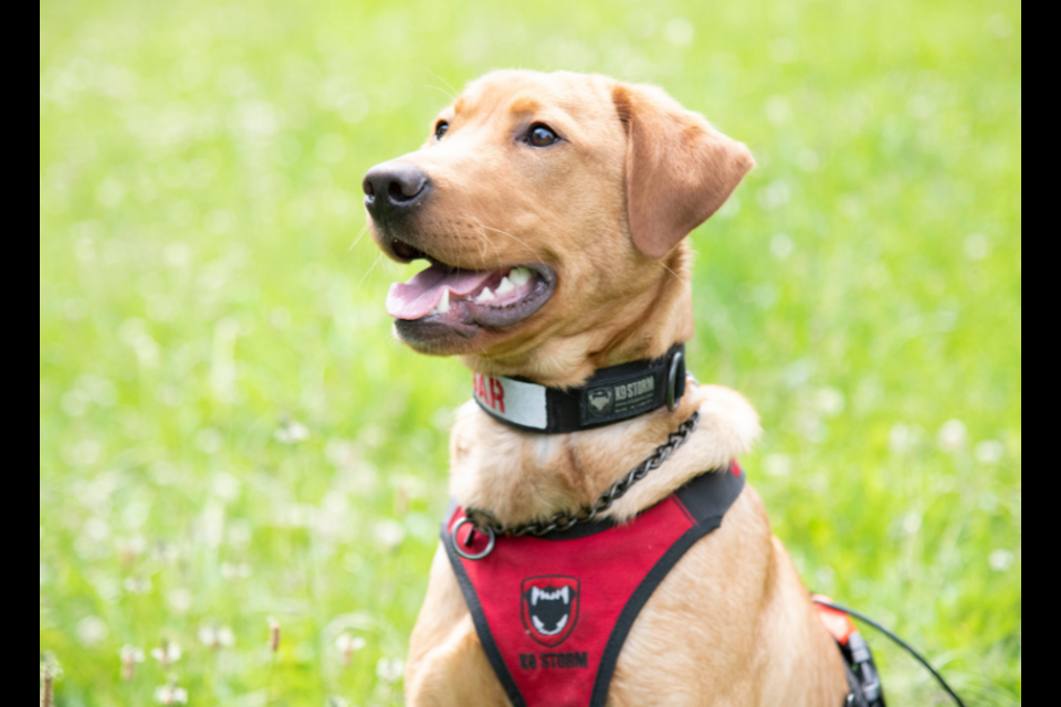 Red, a 10-month-old Fox Red Labrador, joins the Sault Ste. Marie Police Service Canine Unit to assist with search and rescue efforts