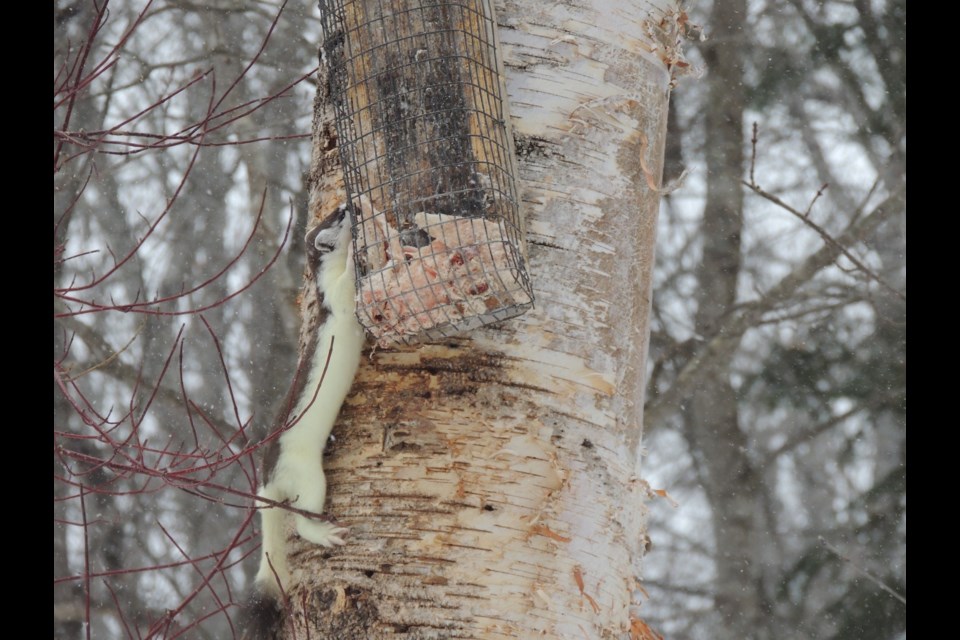 Lorain Barker sent us pictures of a sure sign spring is coming, despite fresh snow this week. Stoats, like this one, have white fur in winter but their coats begin to grow in reddish-brown in the spring. 