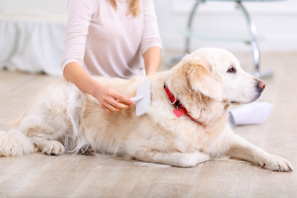 village-life_pet-health-dog-grooming