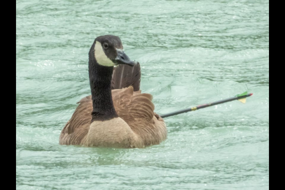 Wilson with the 33-inch arrow lodged in his rump.