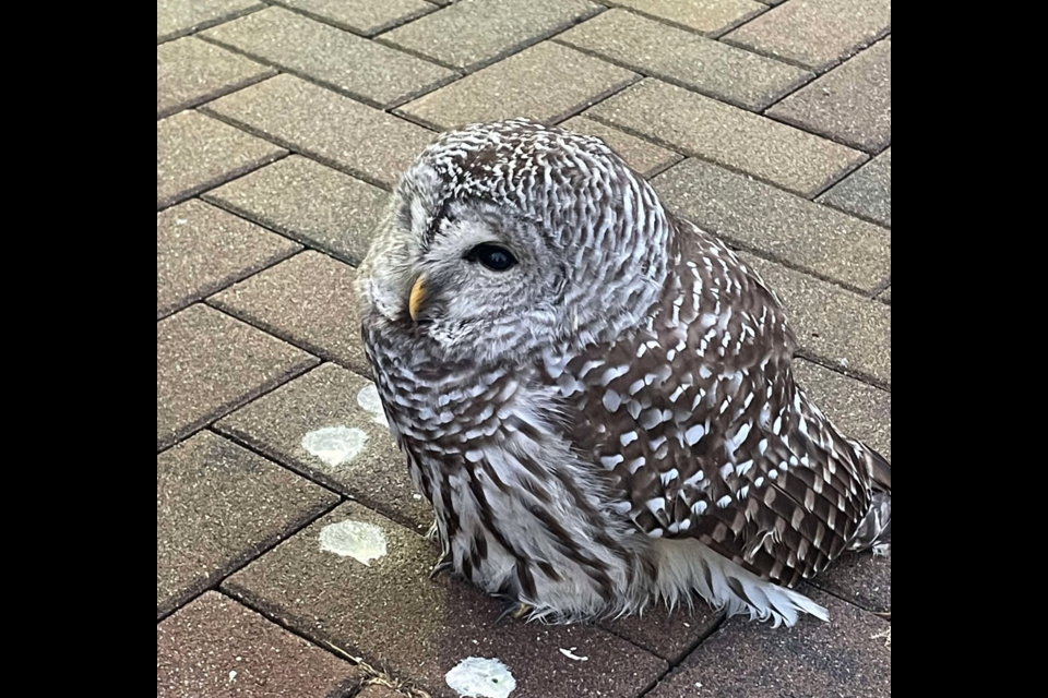 Yota the barred owl was rescued from ߣToyota on Dec. 31, 2024.