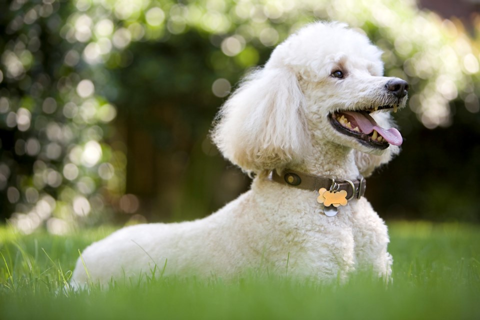 a-portrait-of-a-standard-poodle-in-the-grass-182178740