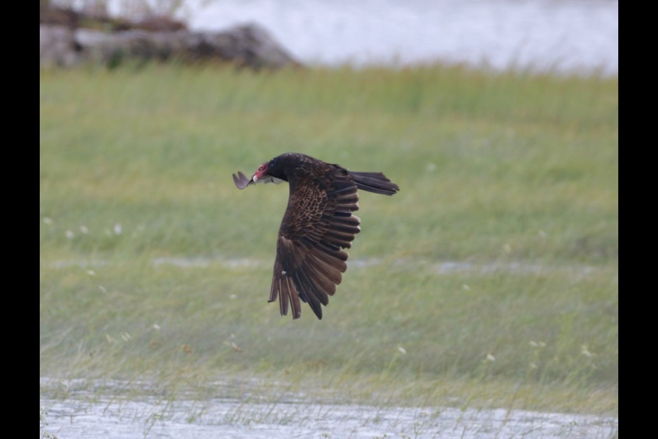 Aafreen Arora spotted vultures in the ߣEstuary this week. 