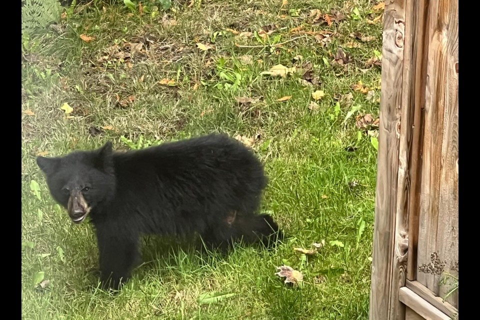 The bear, nicknamed Jura, had an injured back leg, likely from having been hit by a car.