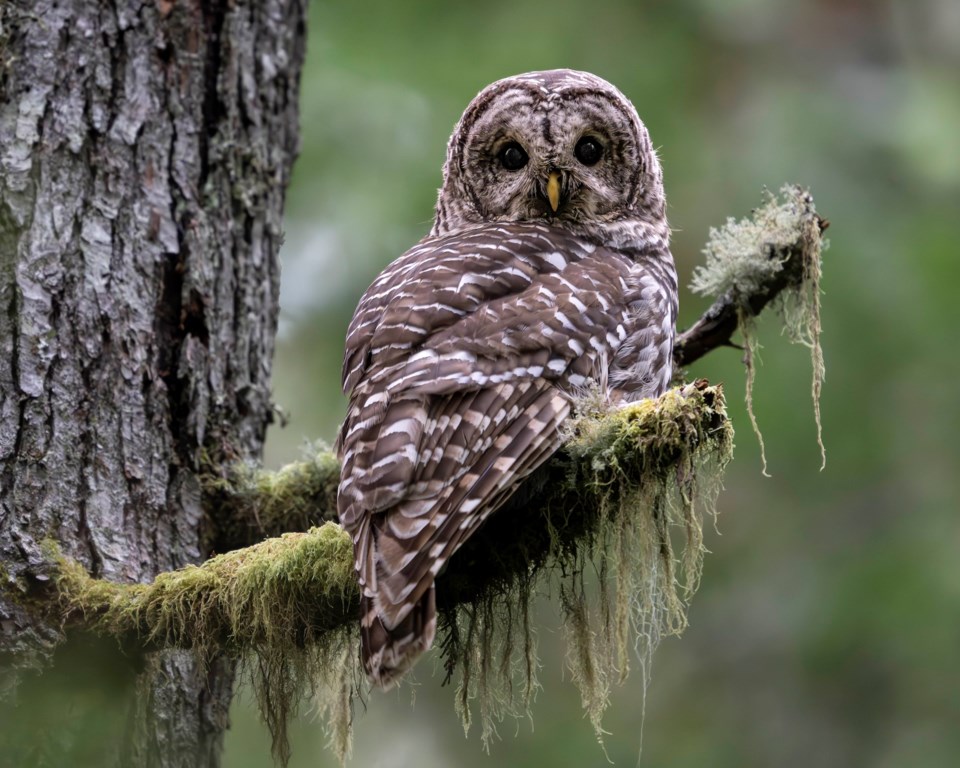 barred-owl-brian-aikens