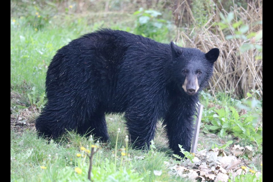 ӣƵamateur photographer Aafreen Arora shot these photos of a black bear she spotted on Sunday, Sept. 22.