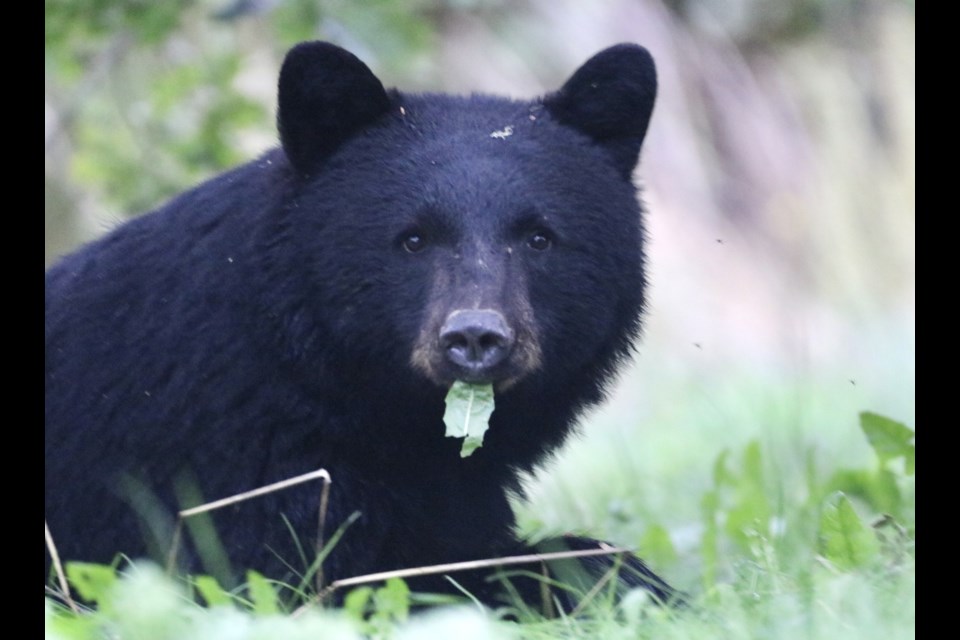 Be Bear Aware: Black bears are out and about in our community more now as they try to eat as much as possible before they go into hibernation. Keep trash locked up and dogs on a leash.