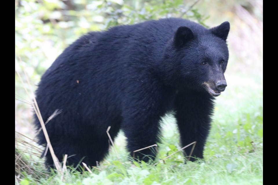 Be bear aware if you are headed to the Sḵwx̱wú7mesh/Squamish River Estuary​​ today, folks. 