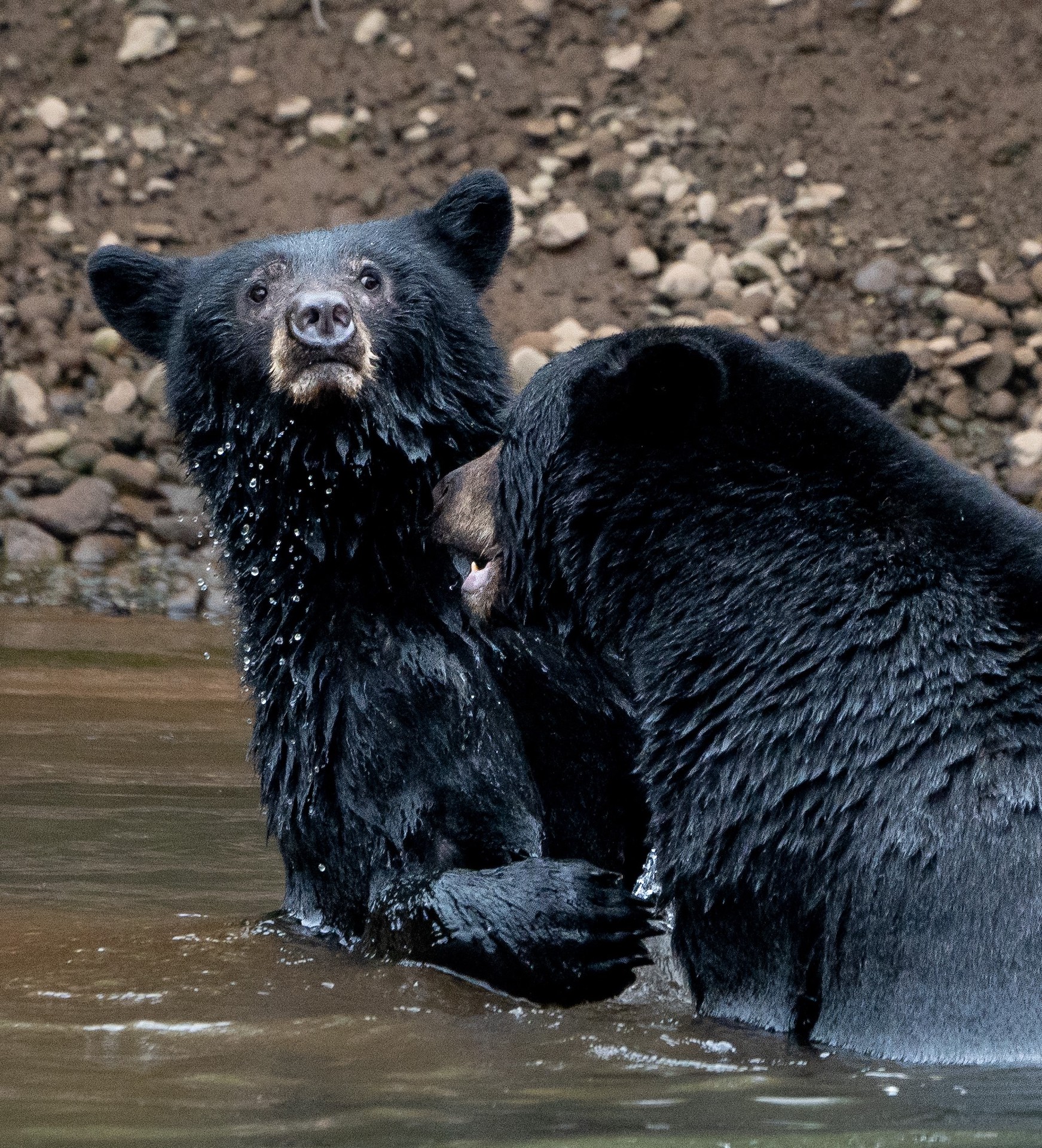 See these black bears playwright in Squamish: Photo Gallery