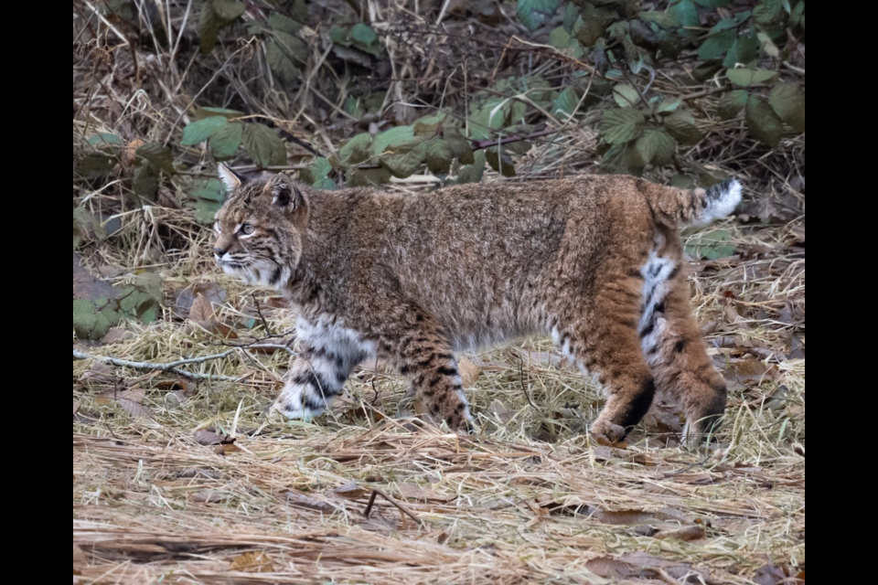 A local bobcat. One great way local humans can help with the connectivity project is to accurately log what they see using the iNaturalist app or website.