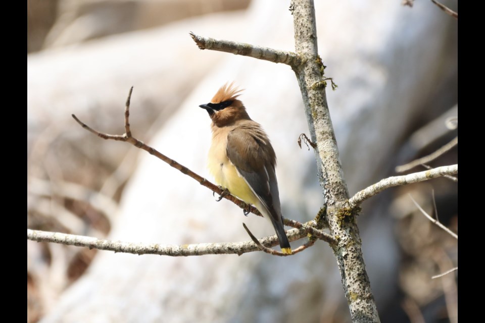 A Squamish cedar waxwing,