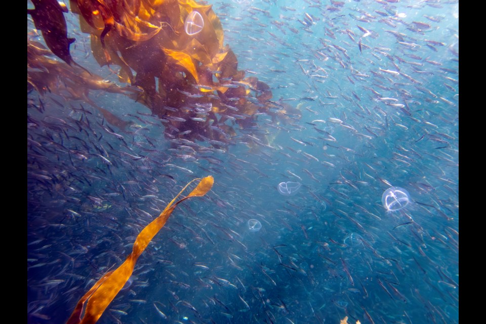 Jake Dingwall, a master’s student at the University of Victoria, is studying the drivers of herring spawning habitat loss. He also works with the Pacific Salmon Foundation on its multi-year collaborative project on salmon-herring interactions.
|Courtesy of Jake Dingwall