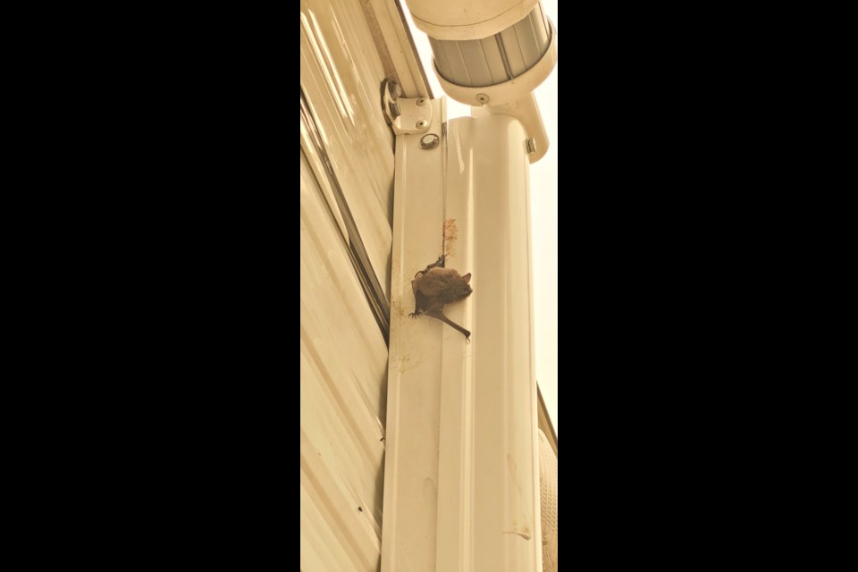 Please report bats using exterior shades and awnings