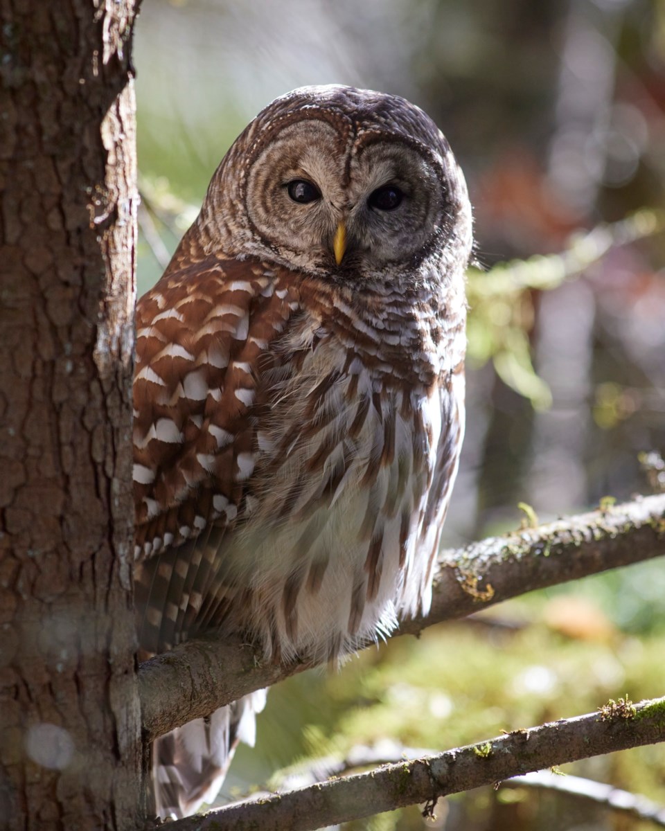 niall-bell-barred_owl_squamish