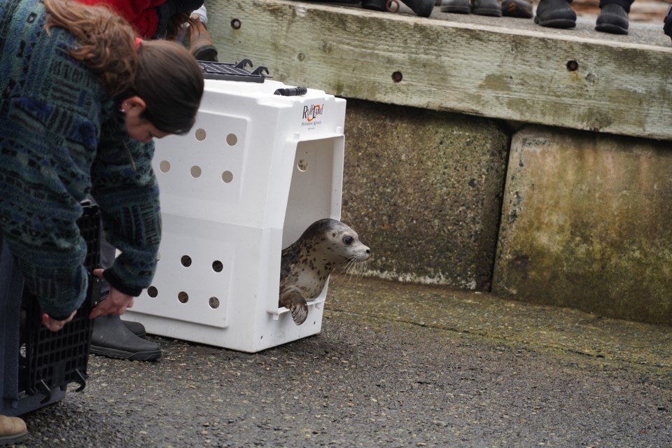 Eight rehabilitated harbour seal pups were released back into the water at Porteau Cove Provincial Park on Dec. 12.                               