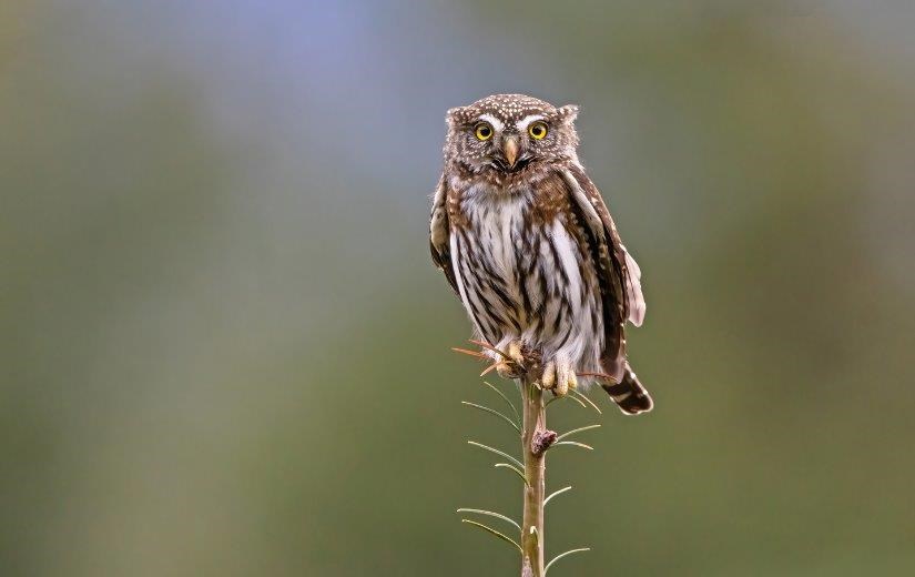 Wild settings: 3rd – Sebastien Nadeau (Squamish) – Pygmy owl. 