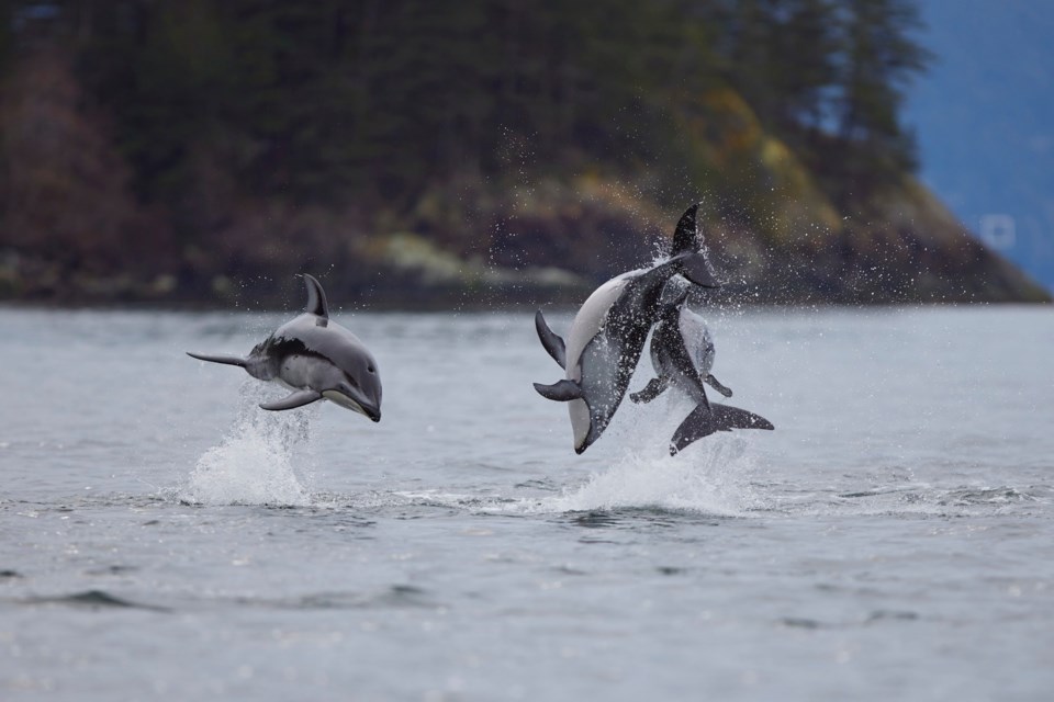 Squamish's Niall Bell had an awe-inspiring experience on Howe Sound near Porteau Cove on Sunday when he spotted a pod of dolphins.