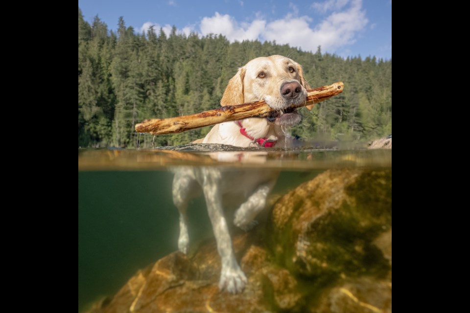 ߣphotographer Tony Jovanovic sent in this fantastic photo of a happy pooch, (not his), playing fetch in a local lake. 