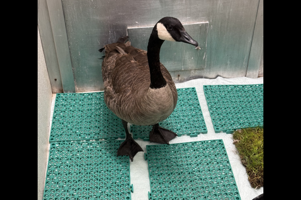 Wilson at the MARS Wildlife Rescue on Vancouver Island. 