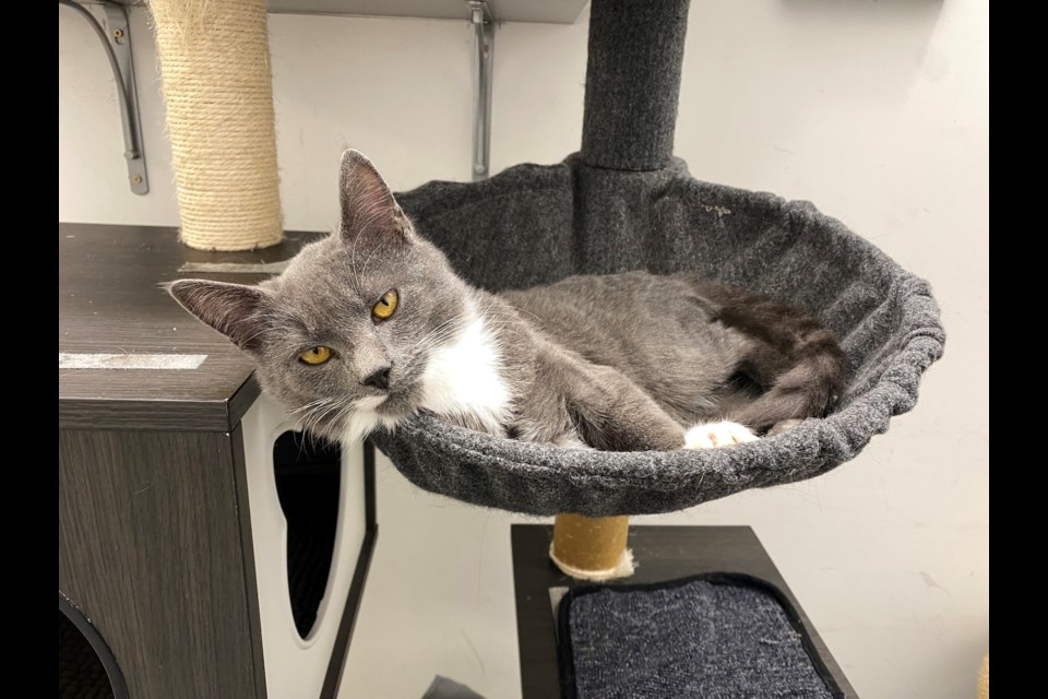 Some of the kittens up for adoption at the BC SPCA Sea to Sky.