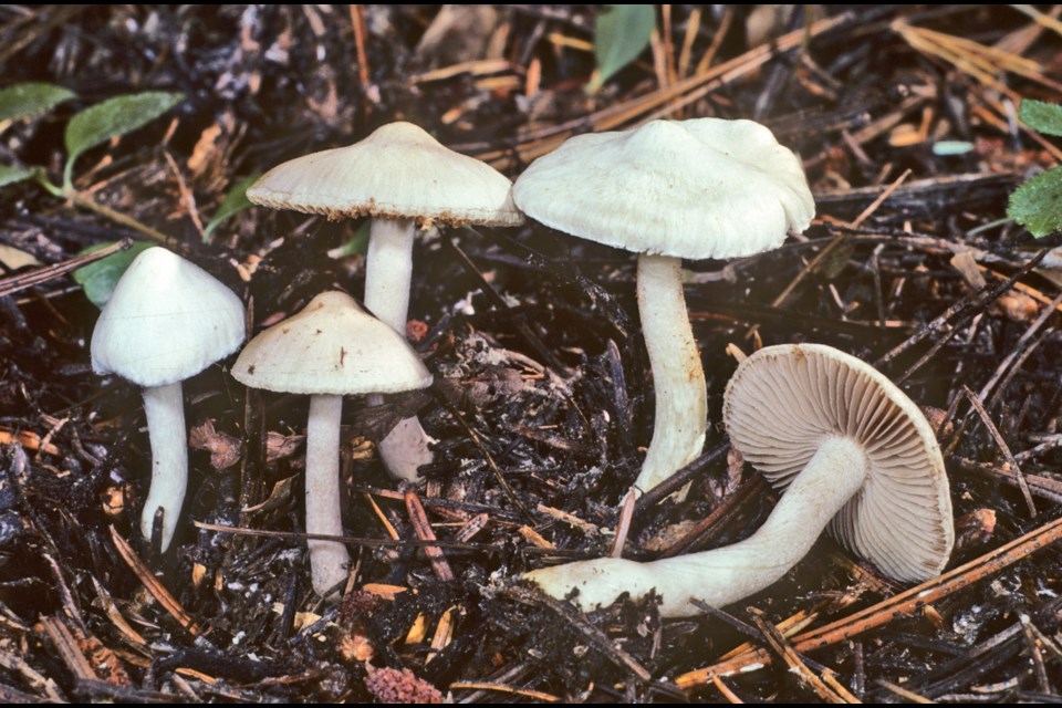 Smith's Amanita (Amanita smithiana) and White Fibrehead (Inocybe geophylla group) are two mushrooms that have poisoned dogs in BC. 