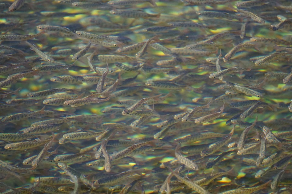 Thousands of coho salmon fry swim through the rearing channels at Tenderfoot Creek Hatchery, captured on Sept. 29 during Squamish Rivers Day 2024.    