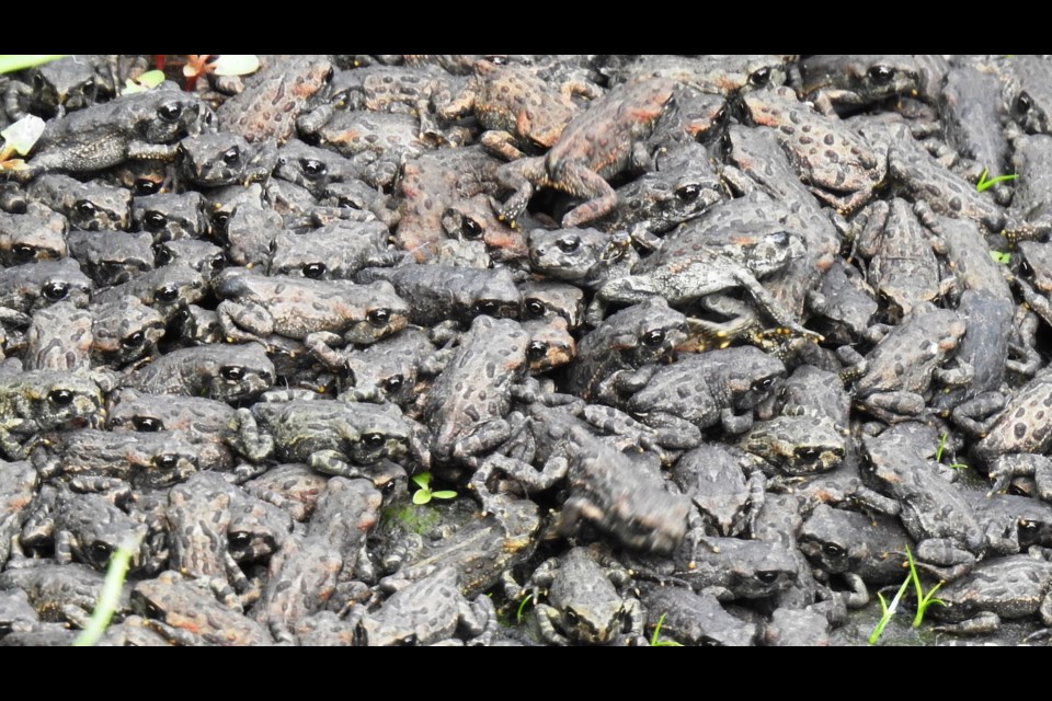 Toadlets at Garibaldi Springs.       