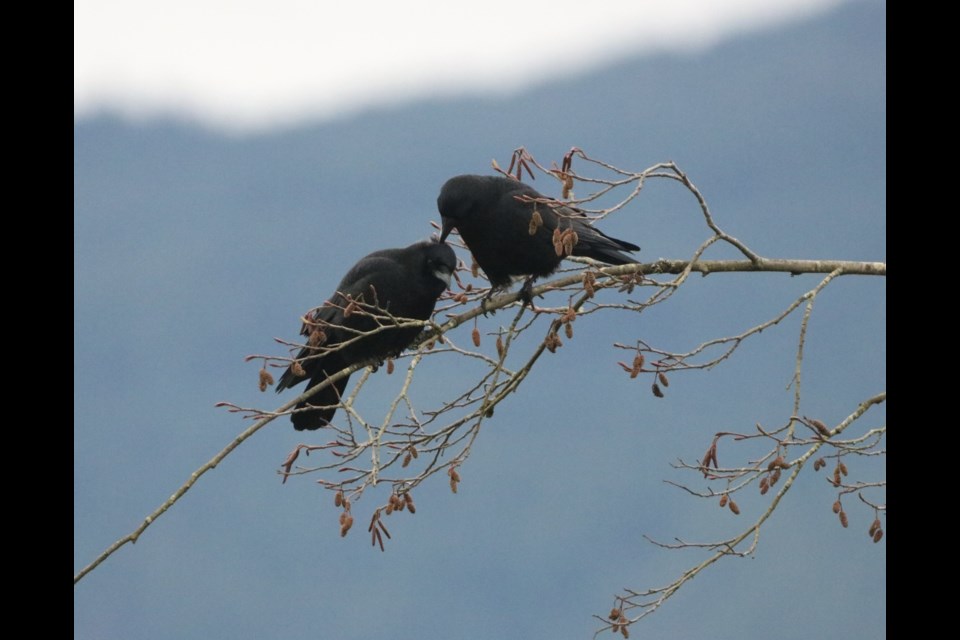 Have a spectacular photo to share? Send it to news@squamishchief.com.