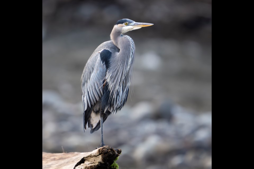 A great blue heron.