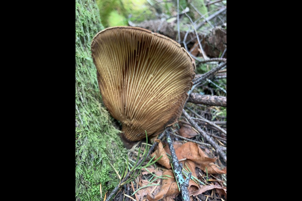 Velvet-footed pax (tapinella astrotomentosa) spotted in Crumpit Woods. Also commonly known as the velvet roll-rim or velvet-footed tap, is a species of fungus. 