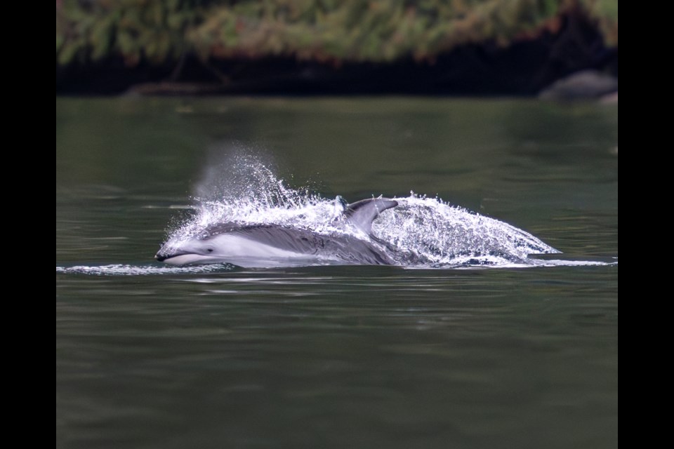 Brian Aikens spotted lots of marine life off Quadra Island heading towards Bute Inlet.