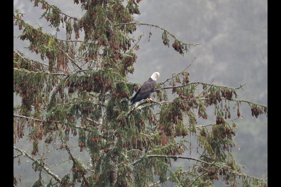 A Squamish bald eagle a day keeps the January boredom away? 