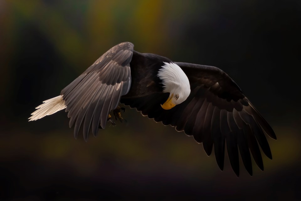 eagle_squamish1weatherdec27