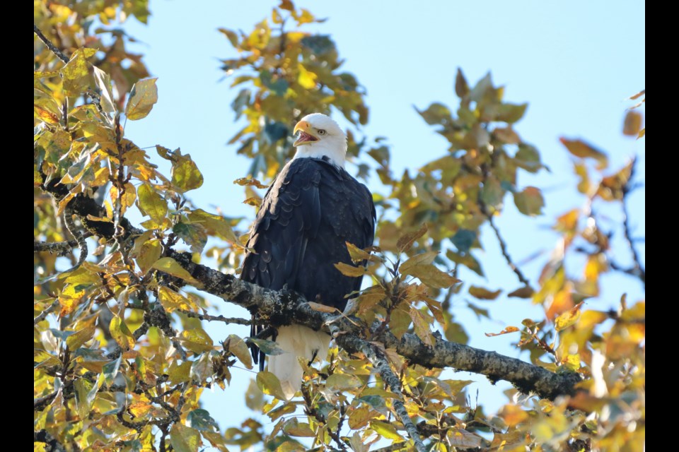 The eagles have returned to Squamish. 